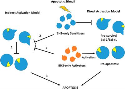 Computational Modeling as a Tool to Investigate PPI: From Drug Design to Tissue Engineering